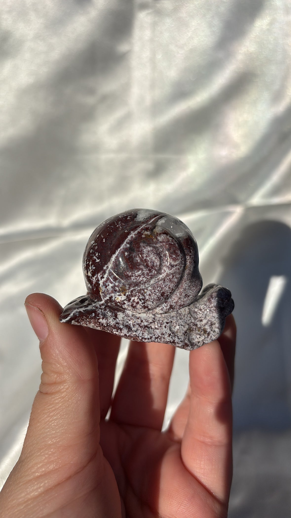 Ocean Jasper Snail