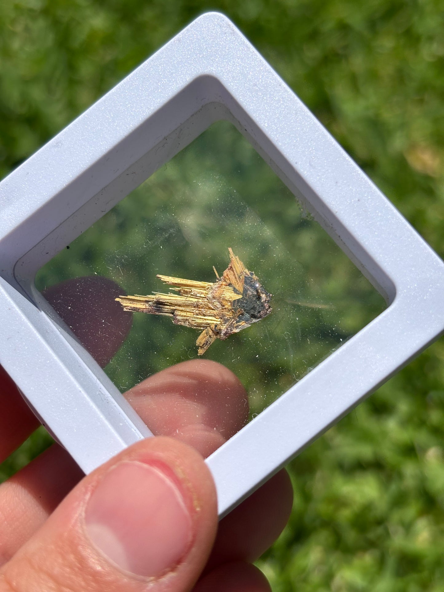 Raw Gold Rutile Star In Case