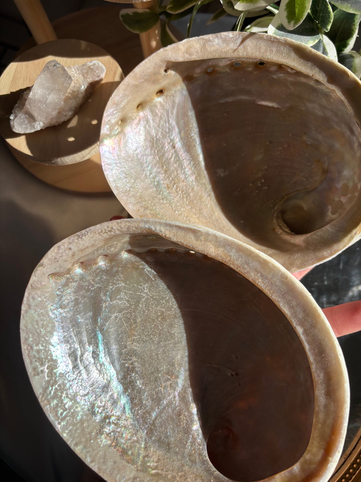 Abalone Shells