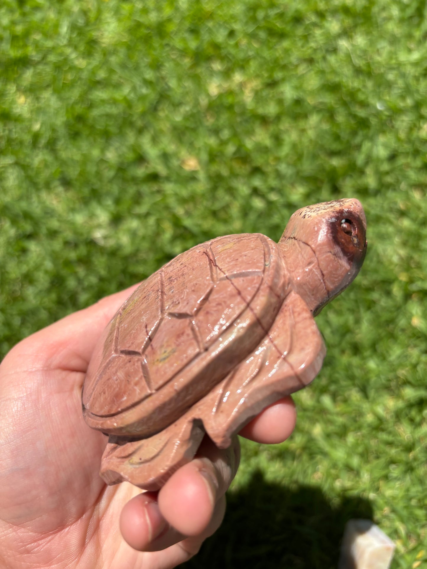 Picture Jasper Turtle