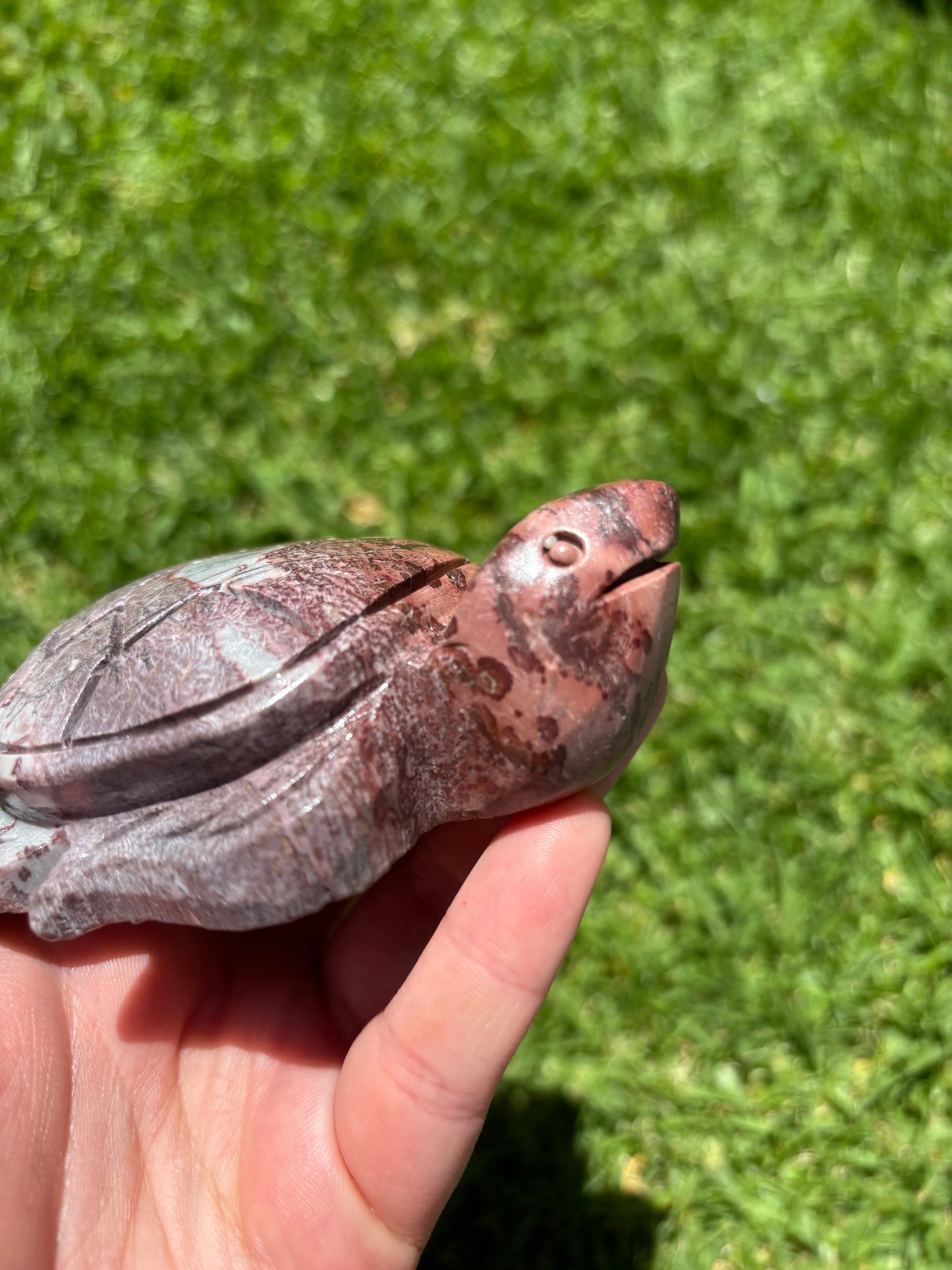 Picture Jasper Turtle