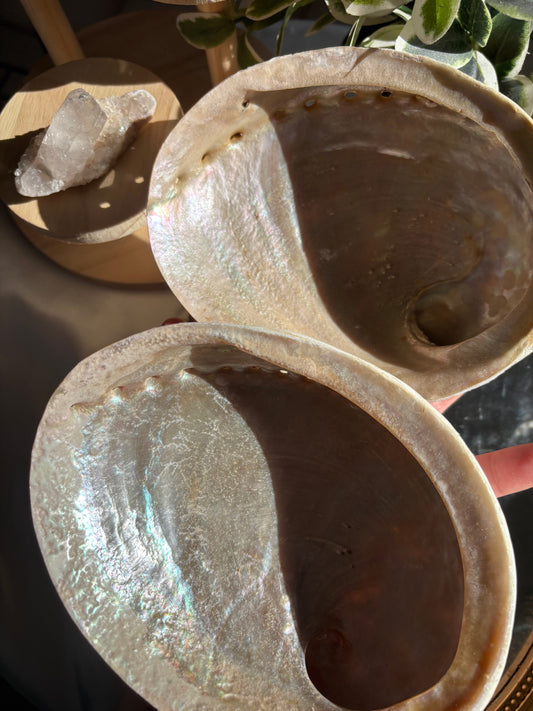 Abalone Shells