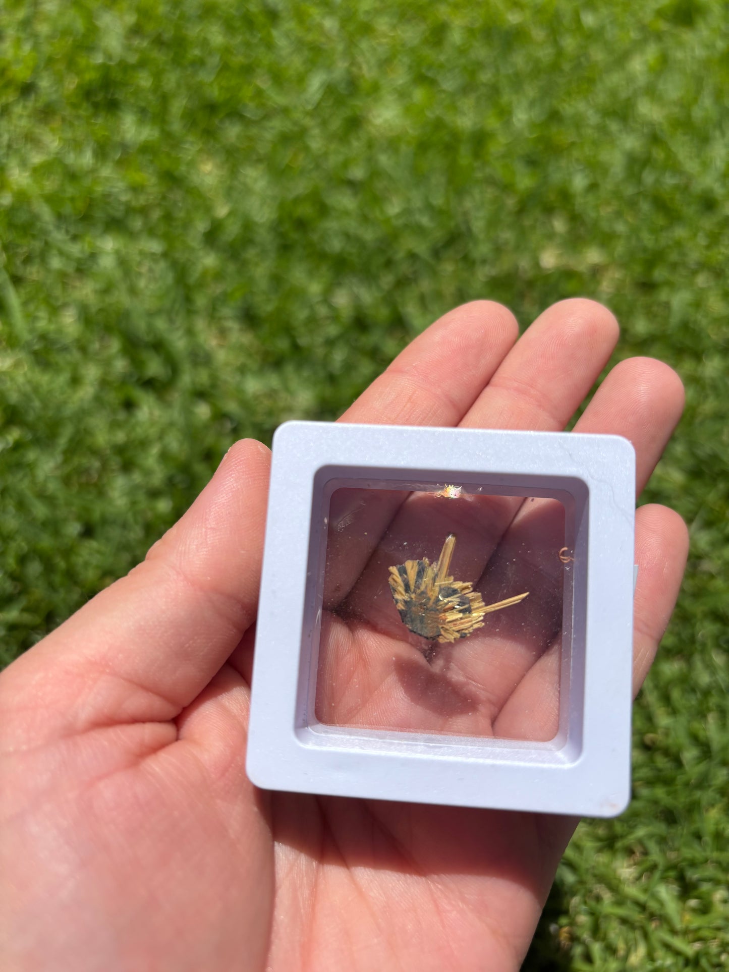 Raw Gold Rutile Star In Case