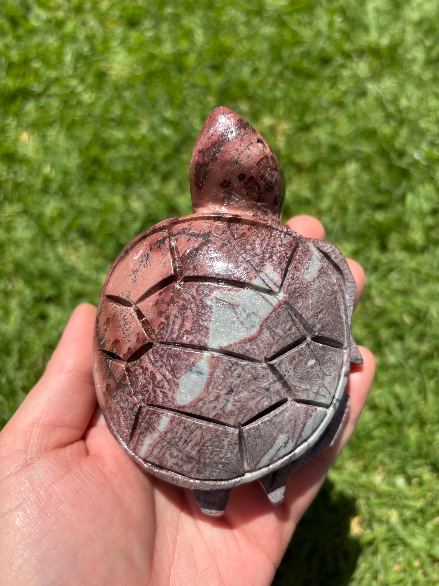 Picture Jasper Turtle