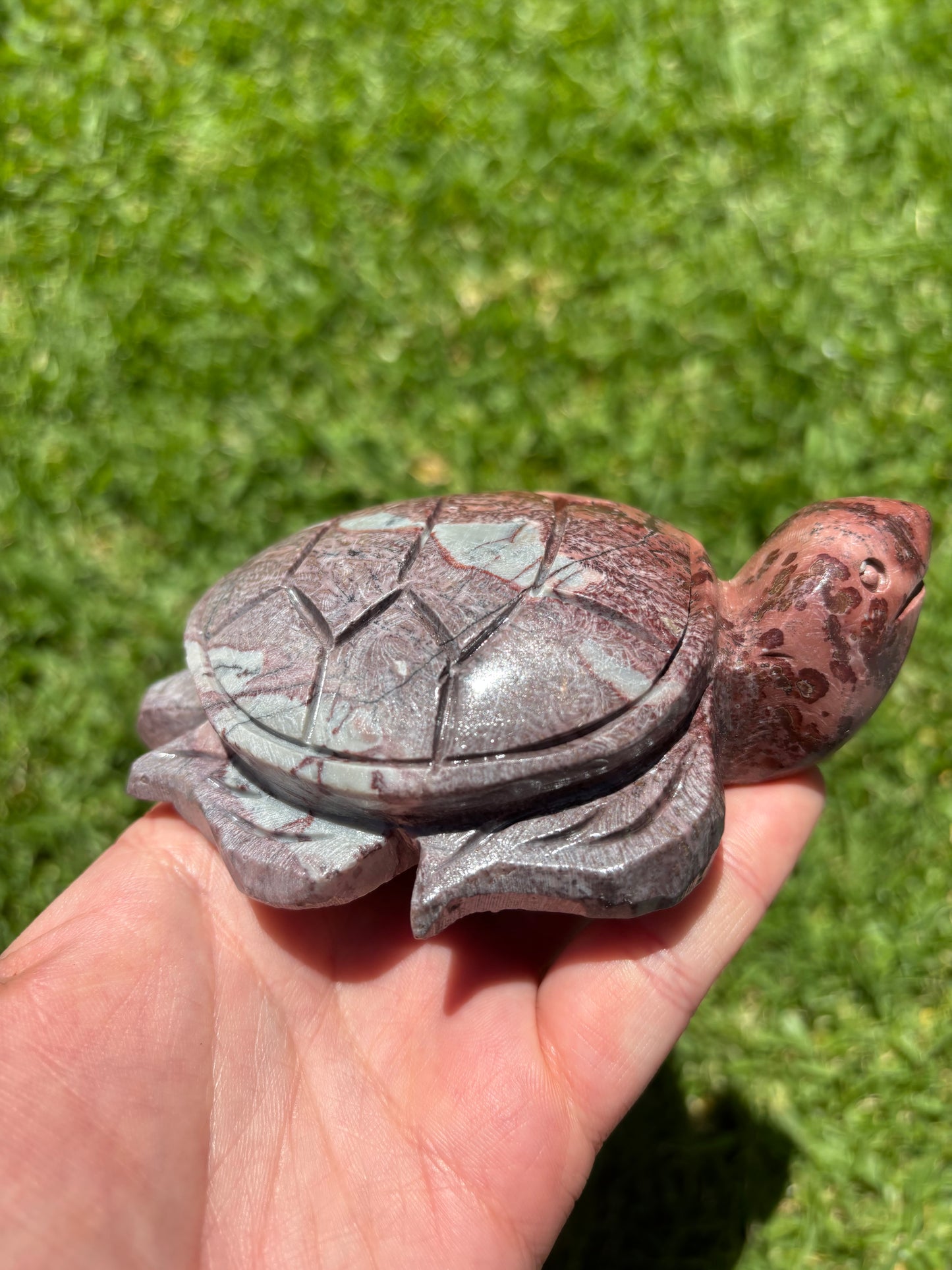 Picture Jasper Turtle