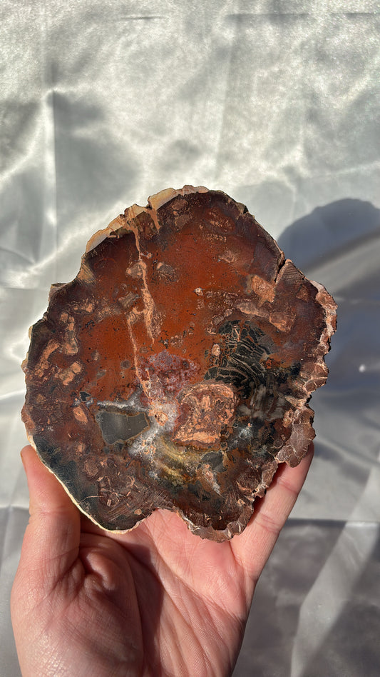 Petrified Wood Slab