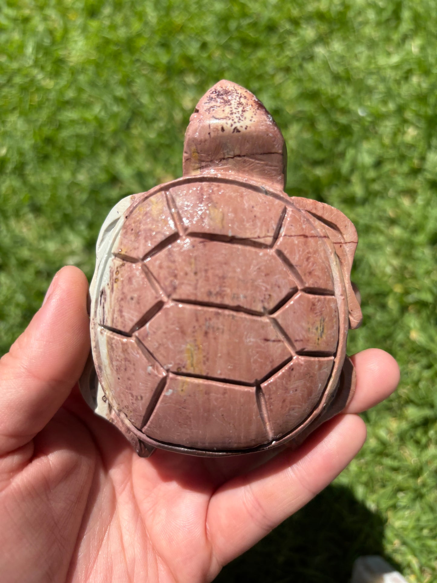 Picture Jasper Turtle